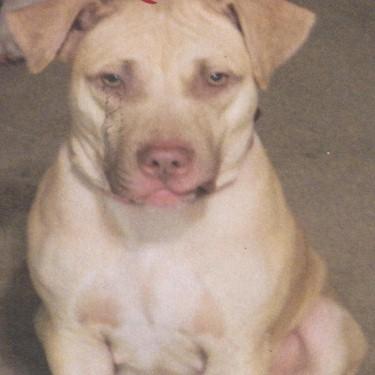 Andersons Eve Pit Bull.jpg